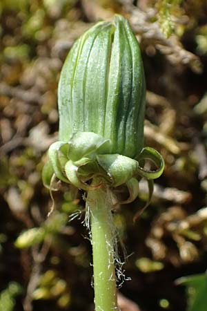 Taraxacum sp.aff. proximum \ Schwielen-L�wenzahn / Lesser Dandelion, D Mannheim 4.4.2025