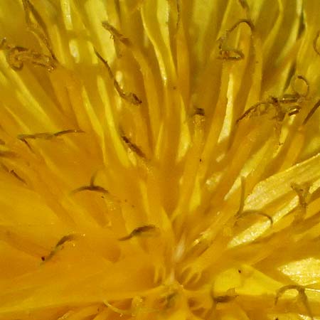 Taraxacum sp.aff. proximum \ Schwielen-L�wenzahn / Lesser Dandelion, D Mannheim 4.4.2025