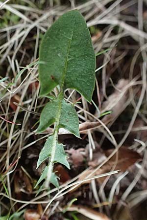 Taraxacum tenuidentatum \ D&uuml;nnz&auml;hniger Schwielen-L�wenzahn / Thin-Toothed Dandelion, D Karlsruhe 23.4.2025