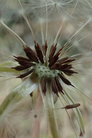 Taraxacum tenuidentatum \ D&uuml;nnz&auml;hniger Schwielen-L�wenzahn / Thin-Toothed Dandelion, D Karlsruhe 23.4.2025