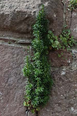 Taxus x media \ Becher-Eibe / Hybrid Yew, D Dilsberg 5.9.2025