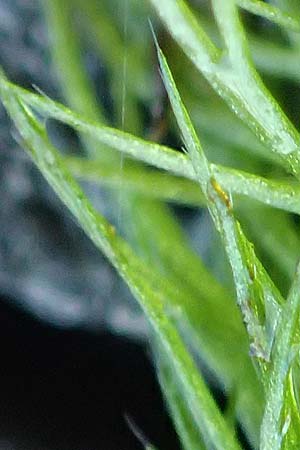 Utricularia stygia \ Dunkelgelber Wasserschlauch / Northern Bladderwort, Arctic Bladderwort, D Oberpfalz, Roding 14.8.2014