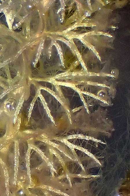 Utricularia intermedia \ Mittlerer Wasserschlauch, Flacher Wasserschlauch / Flat-Leaf Bladderwort, D Grafenau 14.8.2014