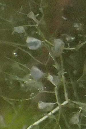 Utricularia inflata \ Aufgeblasener Wasserschlauch / Swollen Bladderwort, D Babensham 14.8.2024