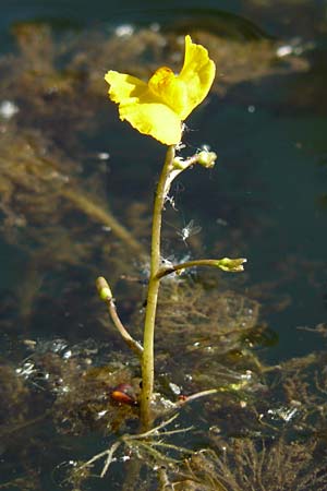 Utricularia neglecta \ Verkannter Wasserschlauch / Bladderwort, D Altlussheim 1.7.2015