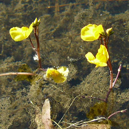 Utricularia neglecta \ Verkannter Wasserschlauch / Bladderwort, D Altlussheim 1.7.2015