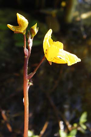 Utricularia neglecta \ Verkannter Wasserschlauch / Bladderwort, D Altlussheim 1.7.2015