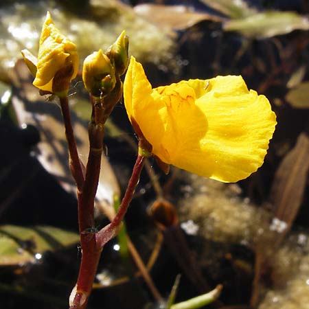 Utricularia neglecta \ Verkannter Wasserschlauch / Bladderwort, D Altlussheim 1.7.2015