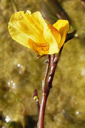 Utricularia neglecta \ Verkannter Wasserschlauch / Bladderwort, D Altlussheim 1.7.2015