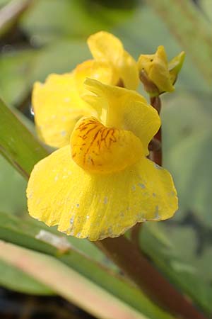 Utricularia neglecta \ Verkannter Wasserschlauch / Bladderwort, D Kaiserslautern 19.8.2020