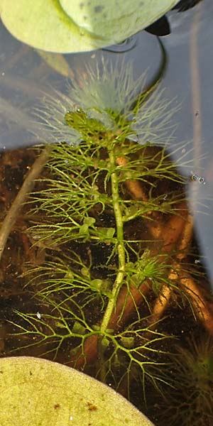 Utricularia neglecta \ Verkannter Wasserschlauch / Bladderwort, D Kaiserslautern 19.8.2020