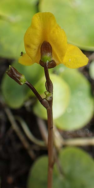 Utricularia neglecta \ Verkannter Wasserschlauch / Bladderwort, D Kaiserslautern 19.8.2020