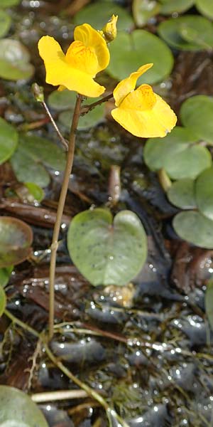 Utricularia neglecta \ Verkannter Wasserschlauch / Bladderwort, D Kaiserslautern 19.8.2020