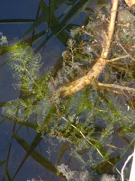 Utricularia neglecta \ Verkannter Wasserschlauch / Bladderwort, D Elmpt 6.9.2021