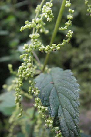 Urtica dioica subsp. galeopsifolia \ Hohlzahn-Brenn-Nessel / Fen Nettle, D Hassloch 18.6.2007