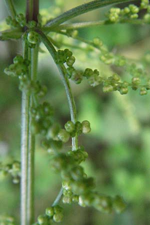 Urtica dioica subsp. galeopsifolia \ Hohlzahn-Brenn-Nessel / Fen Nettle, D Hassloch 18.6.2007