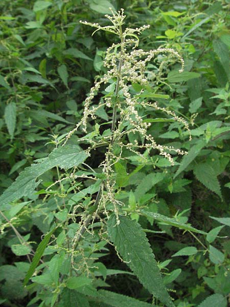 Urtica dioica subsp. galeopsifolia \ Hohlzahn-Brenn-Nessel / Fen Nettle, D Pfalz, Speyer 28.7.2007