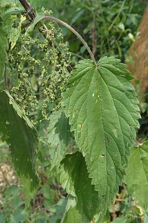 Urtica dioica subsp. galeopsifolia \ Hohlzahn-Brenn-Nessel / Fen Nettle, D Neulu&szlig;heim 7.7.2018