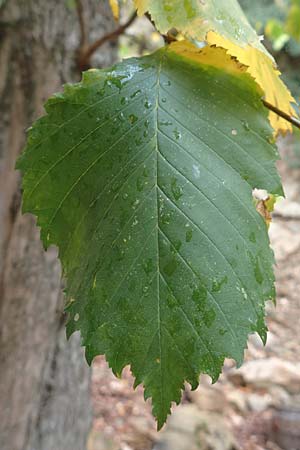 Ulmus glabra \ Berg-Ulme / Elm, D Alsbach 27.10.2018