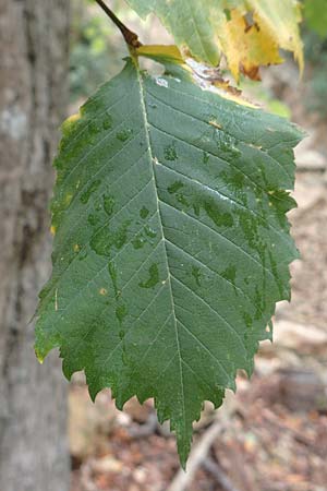 Ulmus glabra \ Berg-Ulme / Elm, D Alsbach 27.10.2018