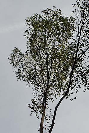 Ulmus glabra \ Berg-Ulme / Elm, D Alsbach 27.10.2018