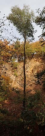 Ulmus glabra \ Berg-Ulme / Elm, D Alsbach 27.10.2018