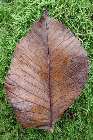 Ulmus glabra \ Berg-Ulme / Elm, D Odenwald, Katzenbuckel 25.10.2019