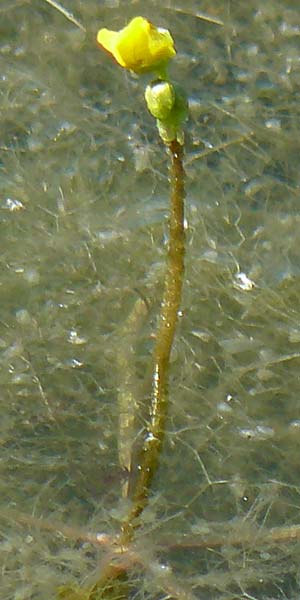 Utricularia inflata \ Aufgeblasener Wasserschlauch / Swollen Bladderwort, D Babensham 10.8.2025