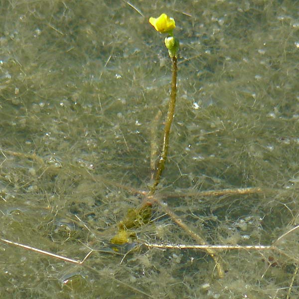 Utricularia inflata \ Aufgeblasener Wasserschlauch / Swollen Bladderwort, D Babensham 10.8.2025
