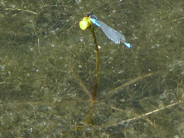Utricularia inflata \ Aufgeblasener Wasserschlauch / Swollen Bladderwort, D Babensham 10.8.2025