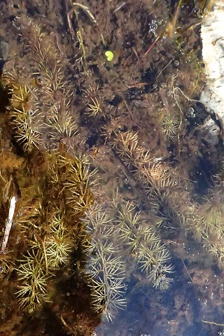 Utricularia intermedia \ Mittlerer Wasserschlauch, Flacher Wasserschlauch / Flat-Leaf Bladderwort, D Grafenau 14.8.2014