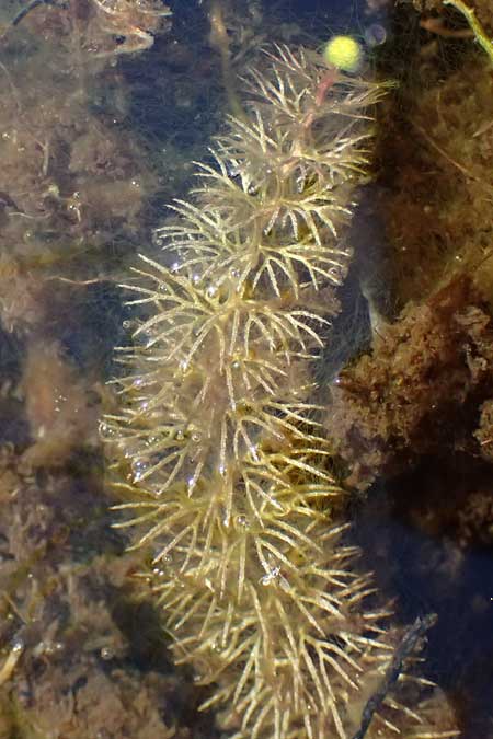Utricularia intermedia \ Mittlerer Wasserschlauch, Flacher Wasserschlauch / Flat-Leaf Bladderwort, D Grafenau 14.8.2014