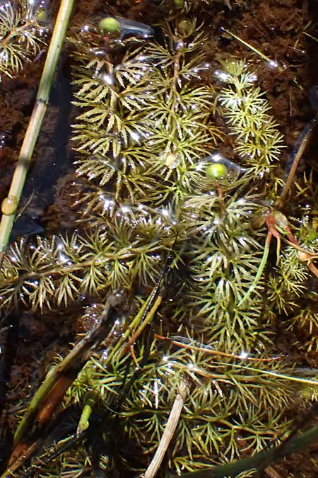 Utricularia intermedia \ Mittlerer Wasserschlauch, Flacher Wasserschlauch / Flat-Leaf Bladderwort, D Grafenau 14.8.2014