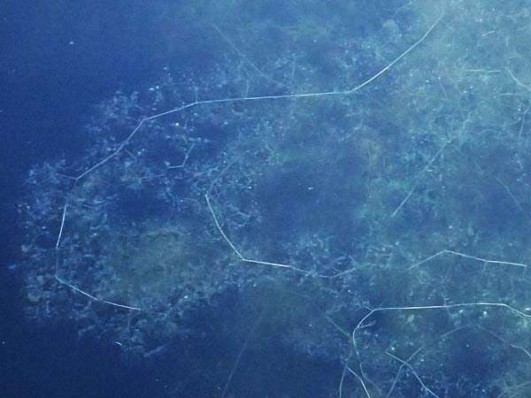 Utricularia inflata \ Aufgeblasener Wasserschlauch / Swollen Bladderwort, D Babensham 14.8.2024