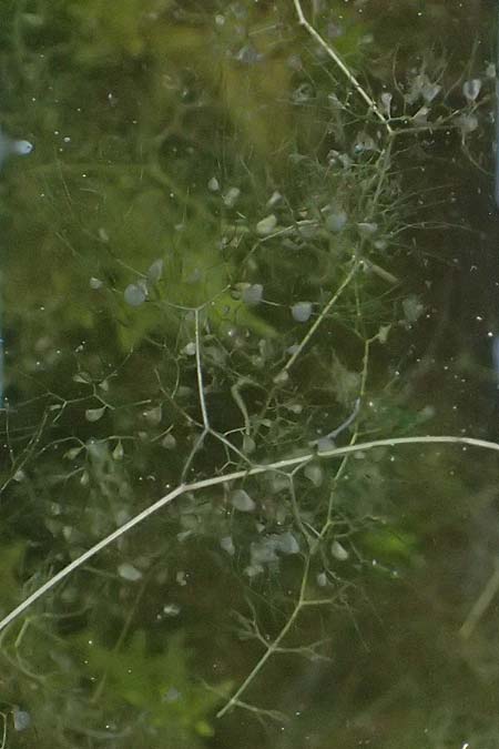 Utricularia inflata \ Aufgeblasener Wasserschlauch / Swollen Bladderwort, D Babensham 14.8.2024