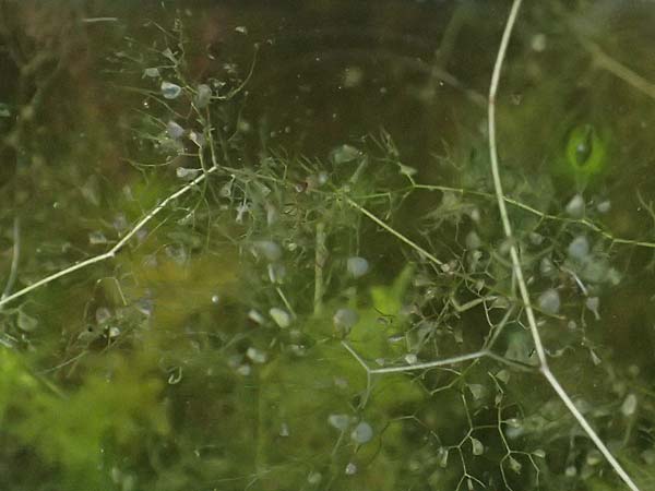 Utricularia inflata \ Aufgeblasener Wasserschlauch / Swollen Bladderwort, D Babensham 14.8.2024