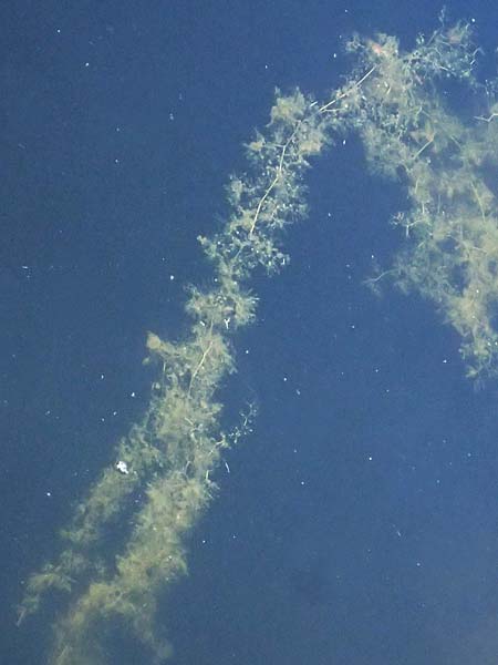 Utricularia inflata \ Aufgeblasener Wasserschlauch / Swollen Bladderwort, D Babensham 14.8.2024