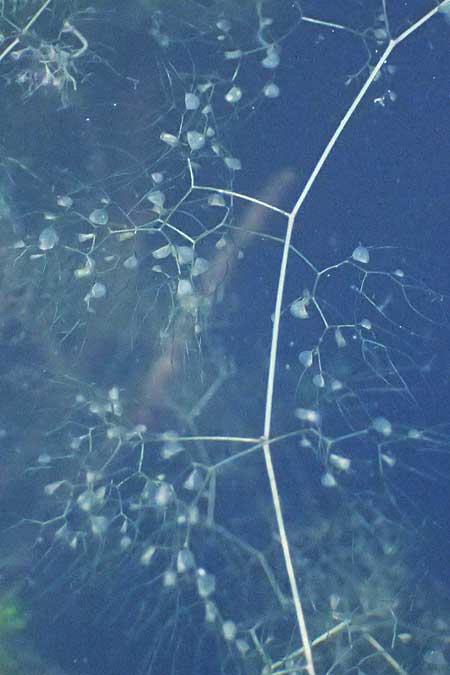 Utricularia inflata \ Aufgeblasener Wasserschlauch / Swollen Bladderwort, D Babensham 14.8.2024