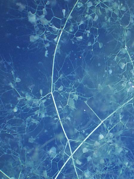 Utricularia inflata \ Aufgeblasener Wasserschlauch / Swollen Bladderwort, D Babensham 14.8.2024