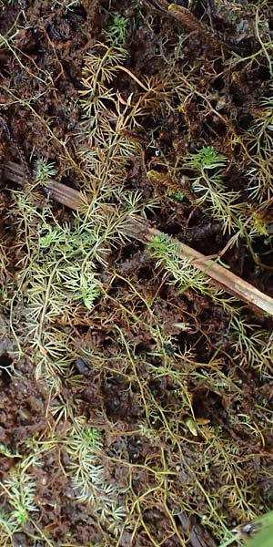 Utricularia intermedia \ Mittlerer Wasserschlauch, Flacher Wasserschlauch / Flat-Leaf Bladderwort, D Ohlstadt 14.8.2024