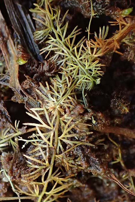 Utricularia intermedia \ Mittlerer Wasserschlauch, Flacher Wasserschlauch / Flat-Leaf Bladderwort, D Ohlstadt 14.8.2024