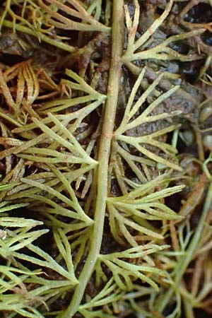 Utricularia intermedia \ Mittlerer Wasserschlauch, Flacher Wasserschlauch / Flat-Leaf Bladderwort, D Ohlstadt 14.8.2024