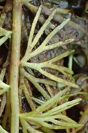 Utricularia intermedia \ Mittlerer Wasserschlauch, Flacher Wasserschlauch / Flat-Leaf Bladderwort, D Ohlstadt 14.8.2024