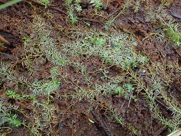 Utricularia intermedia \ Mittlerer Wasserschlauch, Flacher Wasserschlauch / Flat-Leaf Bladderwort, D Ohlstadt 14.8.2024