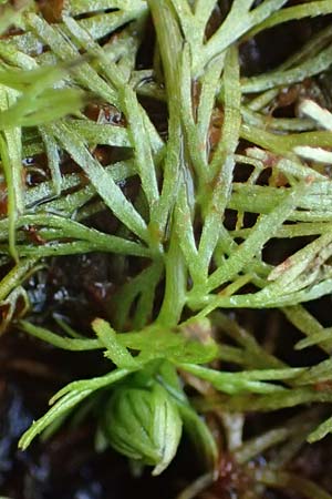 Utricularia intermedia \ Mittlerer Wasserschlauch, Flacher Wasserschlauch / Flat-Leaf Bladderwort, D Ohlstadt 14.8.2024