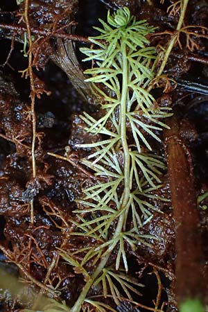 Utricularia intermedia \ Mittlerer Wasserschlauch, Flacher Wasserschlauch / Flat-Leaf Bladderwort, D Ohlstadt 14.8.2024