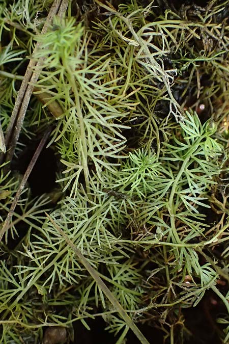 Utricularia intermedia \ Mittlerer Wasserschlauch, Flacher Wasserschlauch / Flat-Leaf Bladderwort, D Ohlstadt 14.8.2024