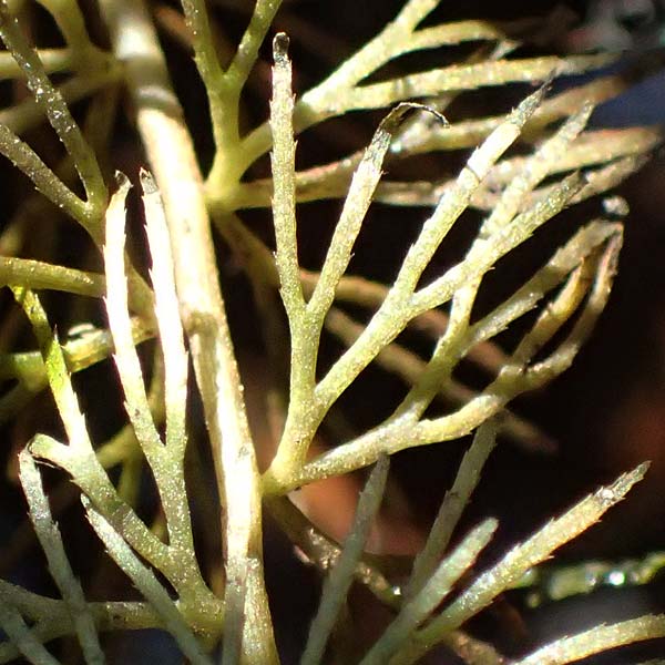 Utricularia intermedia \ Mittlerer Wasserschlauch, Flacher Wasserschlauch / Flat-Leaf Bladderwort, D Ohlstadt 14.8.2024