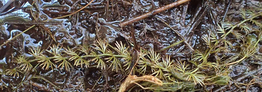 Utricularia intermedia \ Mittlerer Wasserschlauch, Flacher Wasserschlauch / Flat-Leaf Bladderwort, D Uffing 14.8.2024