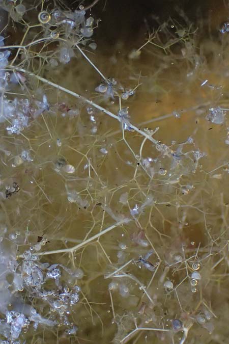 Utricularia inflata \ Aufgeblasener Wasserschlauch / Swollen Bladderwort, D Babensham 10.8.2025